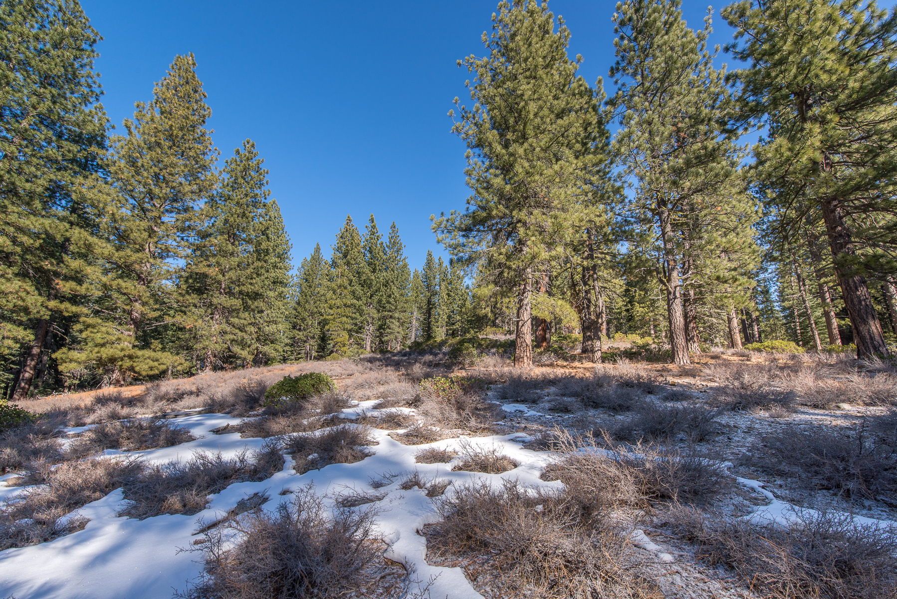 Homesite