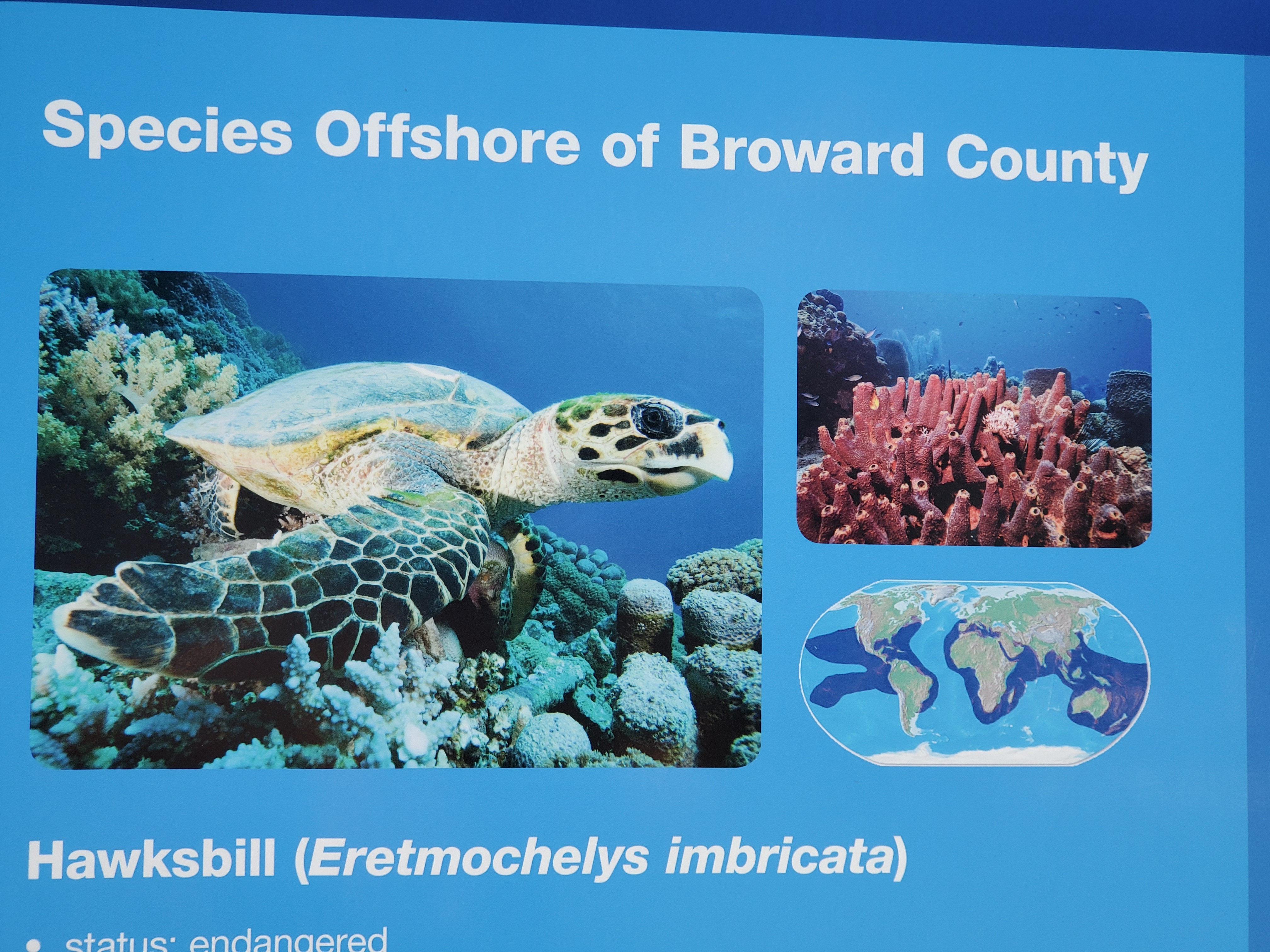Ispecies of sea turtles in Broward County Florida Ispecies of sea turtles in Broward County Florida