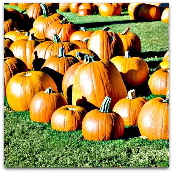 Myers Pumpkin Patch