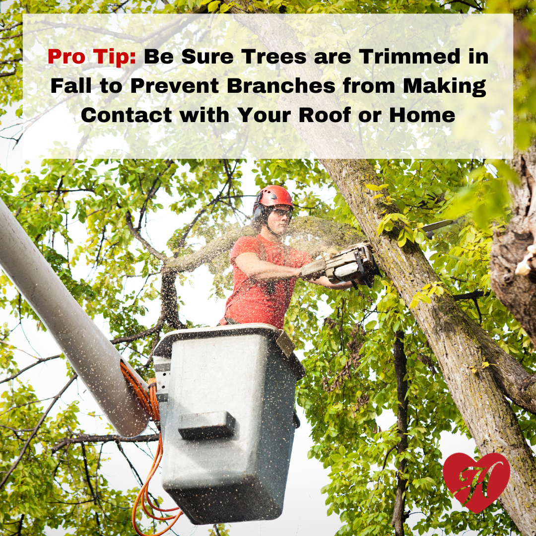 Tree Trimming in Fall Season to Protect your Home from Rodents and Pests Tree Trimming in Fall Season to Protect your Home from Rodents and Pests