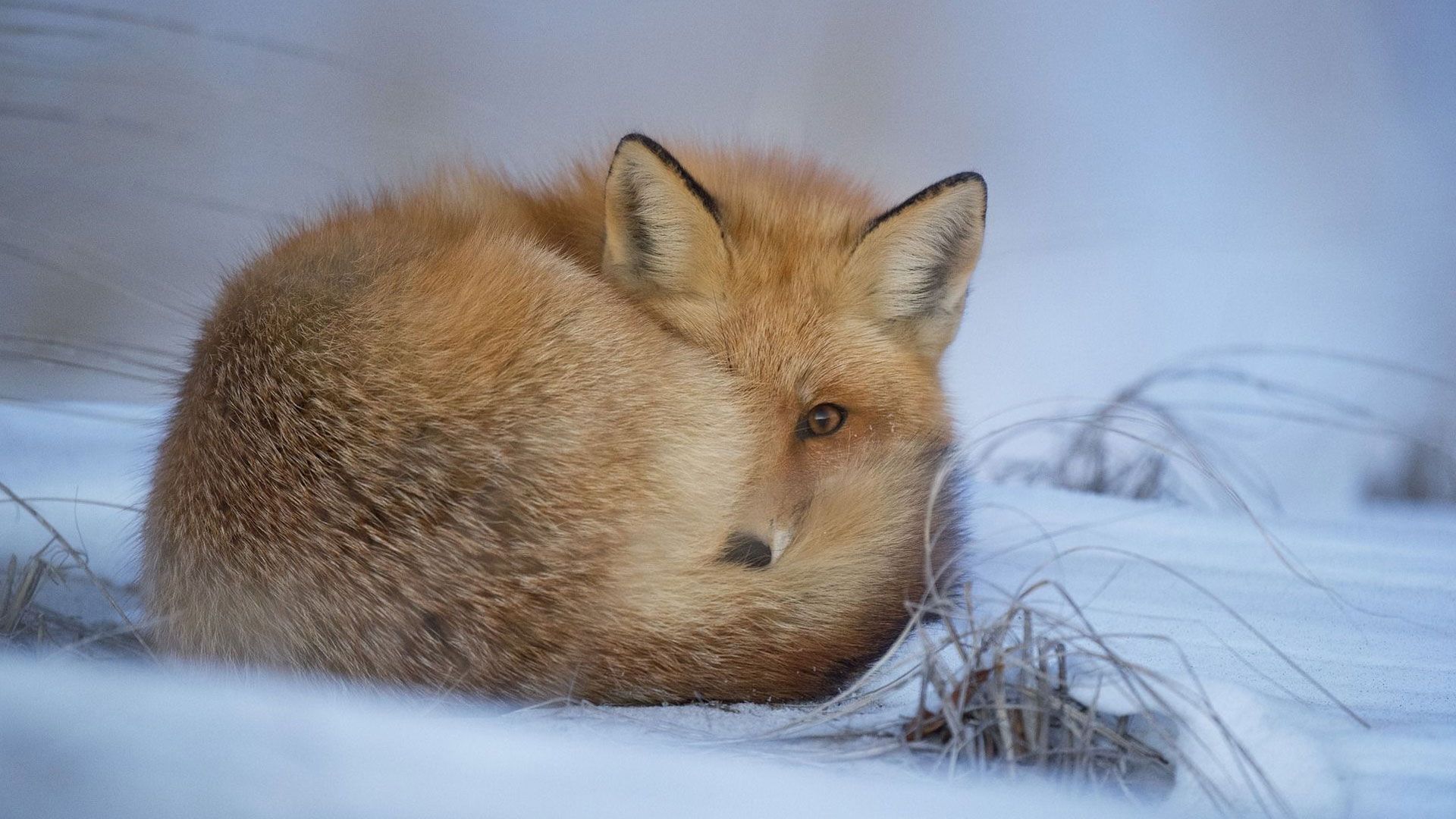waking up from hibernation mode