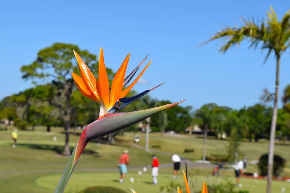 Iron Valley Real Estate Space Coast