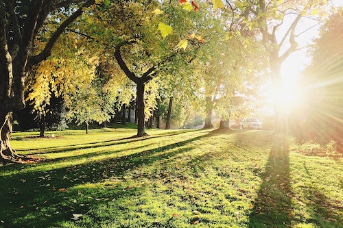 Milton image trees