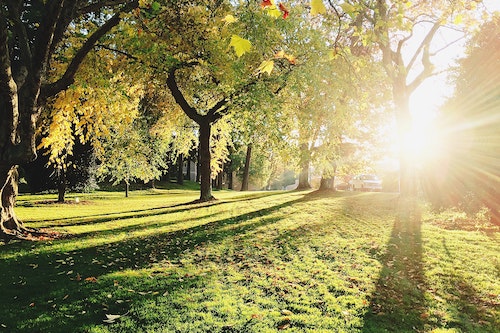 Kennesaw image trees