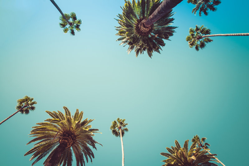 Image of sky with palm trees