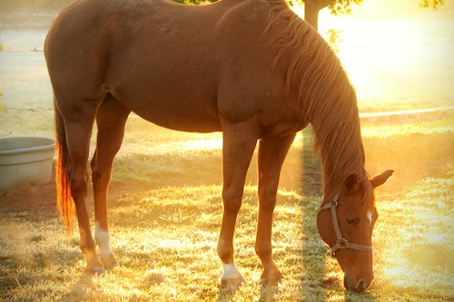 Alpharetta image horse
